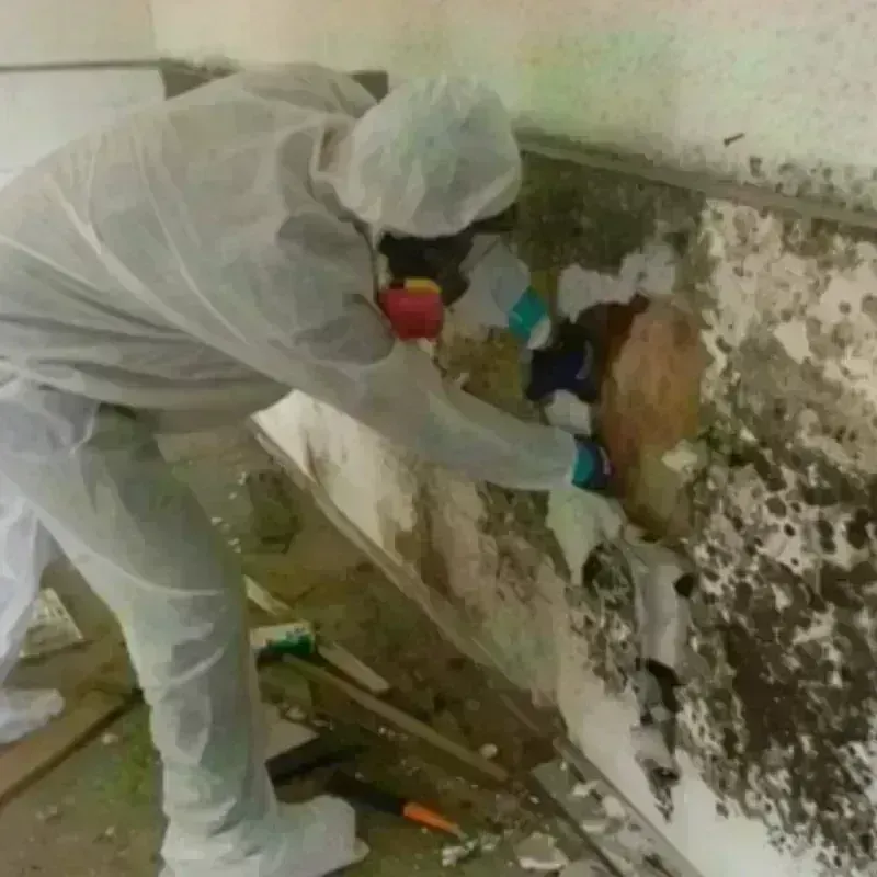 Mold Remediation and Removal in Waldoboro, ME